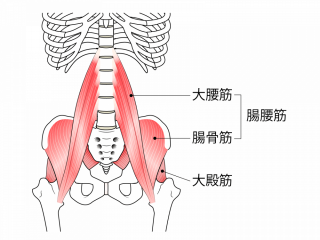 腰の部分の図