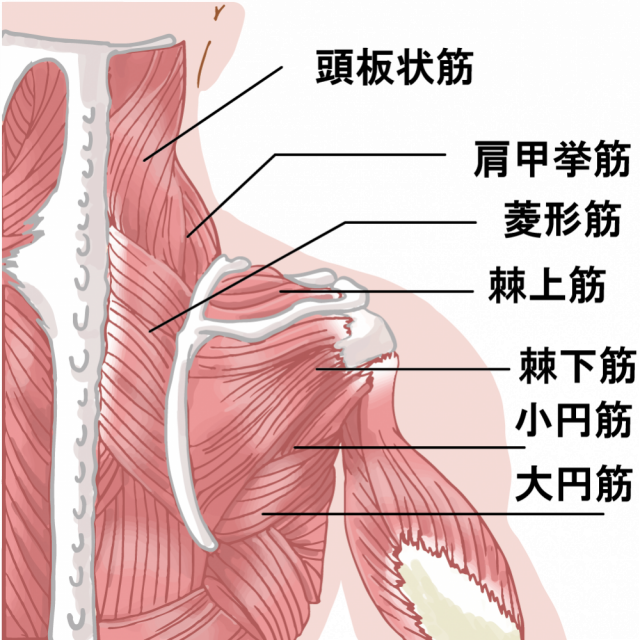 肩の背中側の筋肉の図