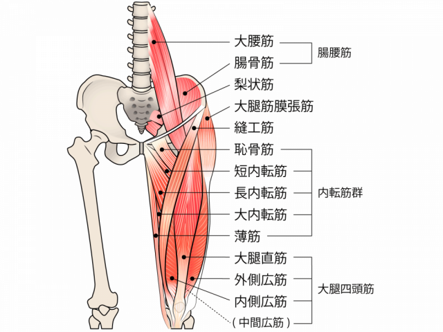 股関節の前面に付着している筋肉の図