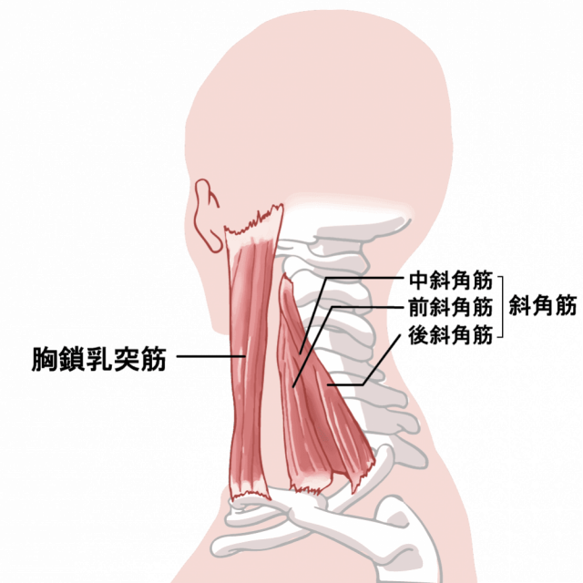 首から肩への横と前側の筋肉の図